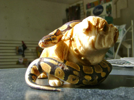 Hospital Veterinario de Especialidades + ZooCliniK - Thumbnail