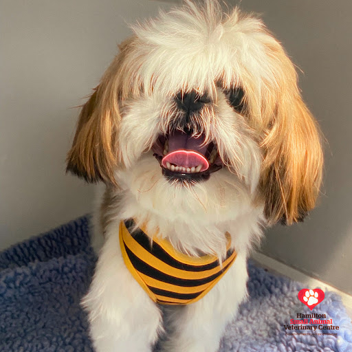 Hamilton Small Animal Veterinary Centre - Thumbnail