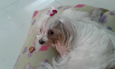 Photos of Zoe Veterinaria Petshop