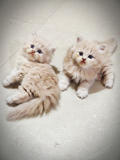 Persian kitten available for booking intrested person contact us as soon as possible post image