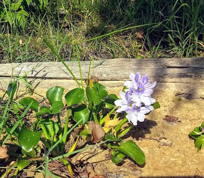 Cotile Recreation Area