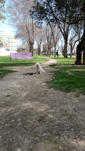Bosque Violeta - Thumbnail