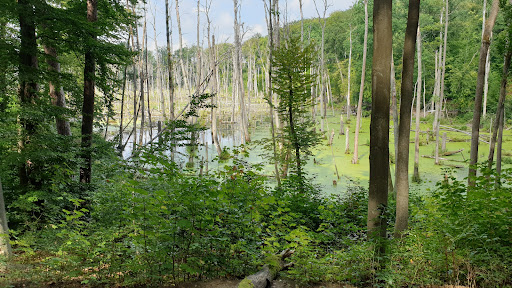 Plagefenn - Visual