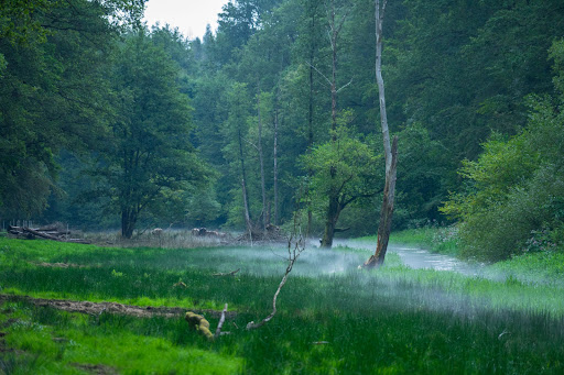 Alpakas an der Horbacher Mühle - Thumbnail