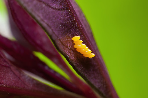 Organic Control, Inc - Thumbnail