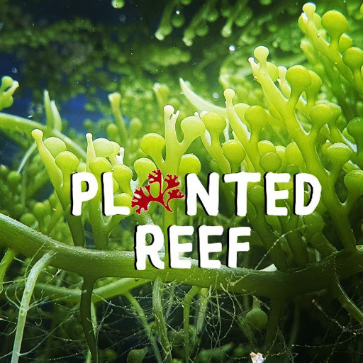 PlantedReef - Visual