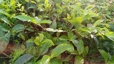 Photos of Bukit Teh Kemuning