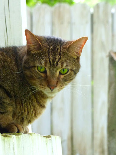 Bortell Animal Hospital - Thumbnail