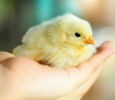 Photos of Kishan Poultry & Hatchery Complex