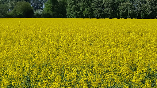 Ökostation Deister-Vorland e.V. - Thumbnail