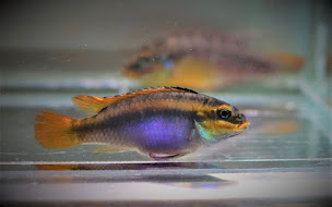 Photo n°43 de Abri sous roche à Courbevoie (Aquarium)