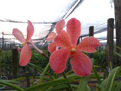 Photos of Dancan Archid Garden
