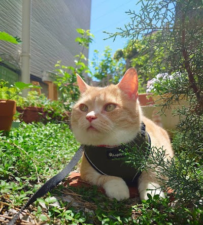 日本ペットシッターサービス保土ヶ谷・戸塚店