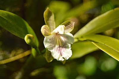 Photos of Monteverde Orchid Garden