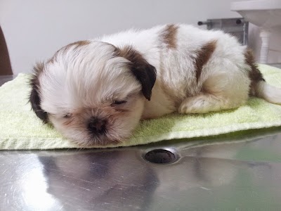 Photos of Animal Planet - Consult&oacute;rio Veterin&aacute;rio