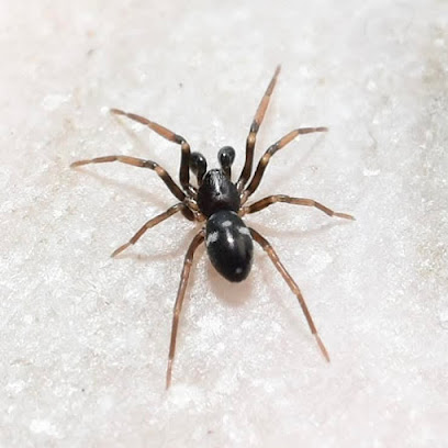 ASISTENCIA PLAGAS JUMISA