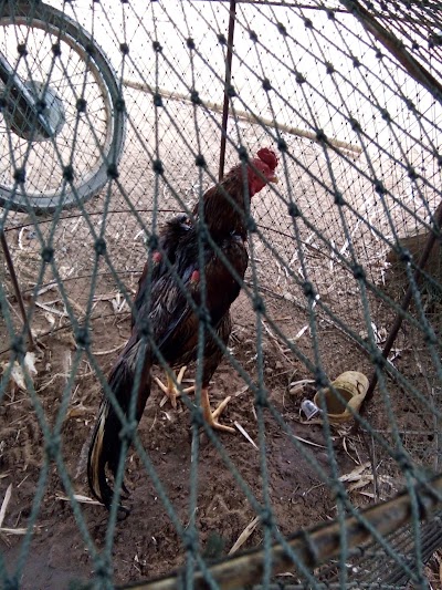 Photos of KM 8 Market ຕະຫຼາດຫຼັກ 8