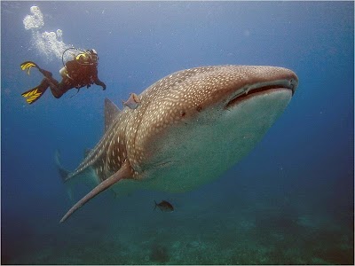 Photos of Carapacho Tours