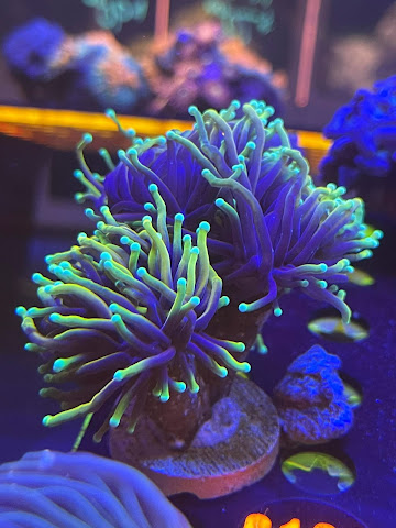 Sea Creatures by null