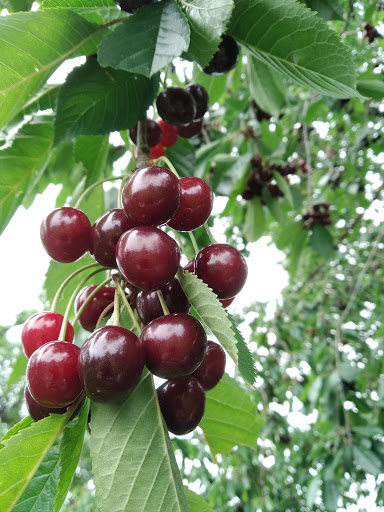 Kesselkunst - Edelobstbrennerei Kehret