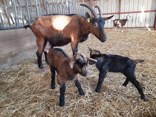Photo n°10 de LA FERME DUO D'LAIT DES VERTS PRES à Tancon (Élevage laitier)
