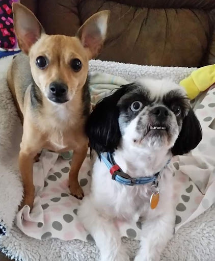 Davis Animal Clinic - Thumbnail
