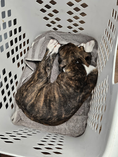 Hartschuh Veterinary Services - Thumbnail