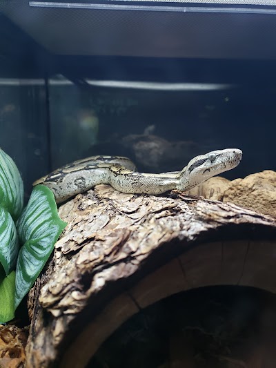 Twin Cities Reptiles