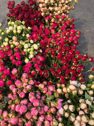 Denali Peonies - Visual