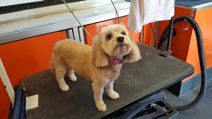 Mirror Mirror Fur Pet Salon