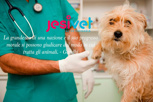 JesiVet - Visual