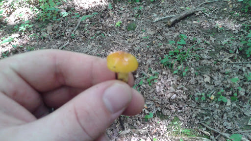 Pike State Forest - Visual