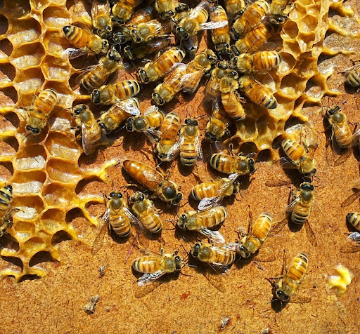 Bee Sensual - Thumbnail