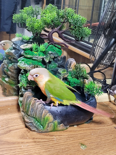 Rene's Exotic Parrots Gallery - United States