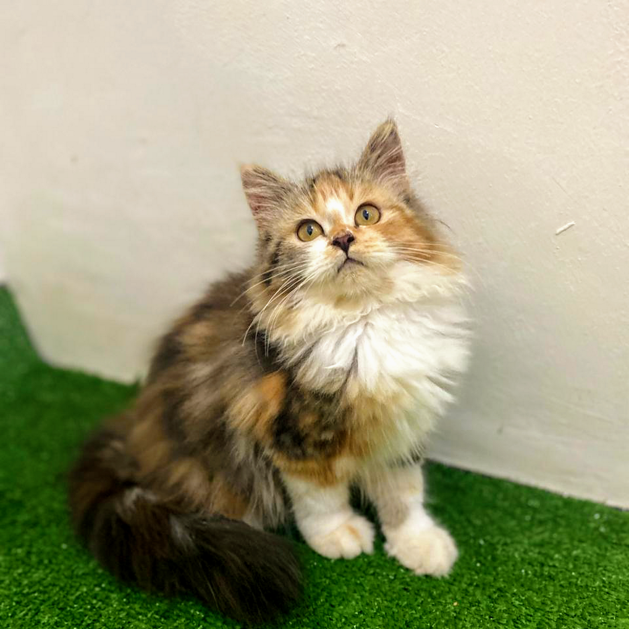 Nuansa Kucing Jual Kucing Persia - Menyediakan anak kucing persia dari