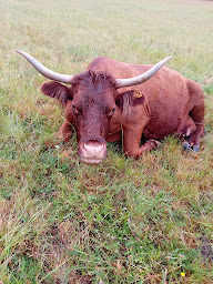 Photo n°43 de Duquerroy Alice Jacques à Exideuil-sur-Vienne (Ferme)