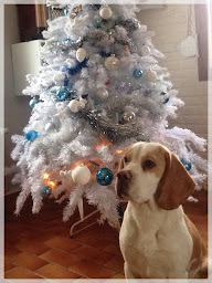 Photo n°17 de ELEVAGE BEAGLE DU HAMEAU DE CULEM à Mentque-Nortbécourt (Éleveur de chiens)