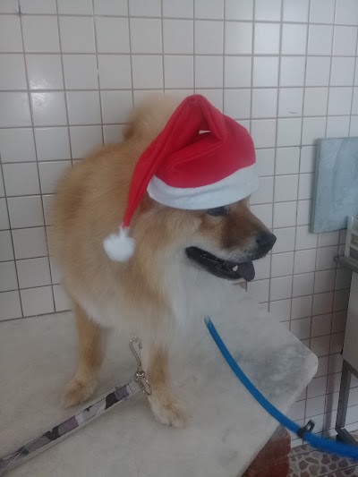 veterinary-care