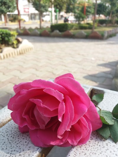Photos of پارک شادی