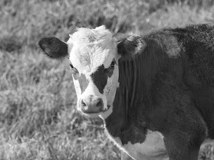 Photo n°2 de Cimac élevage à Ploufragan (Fabricant)