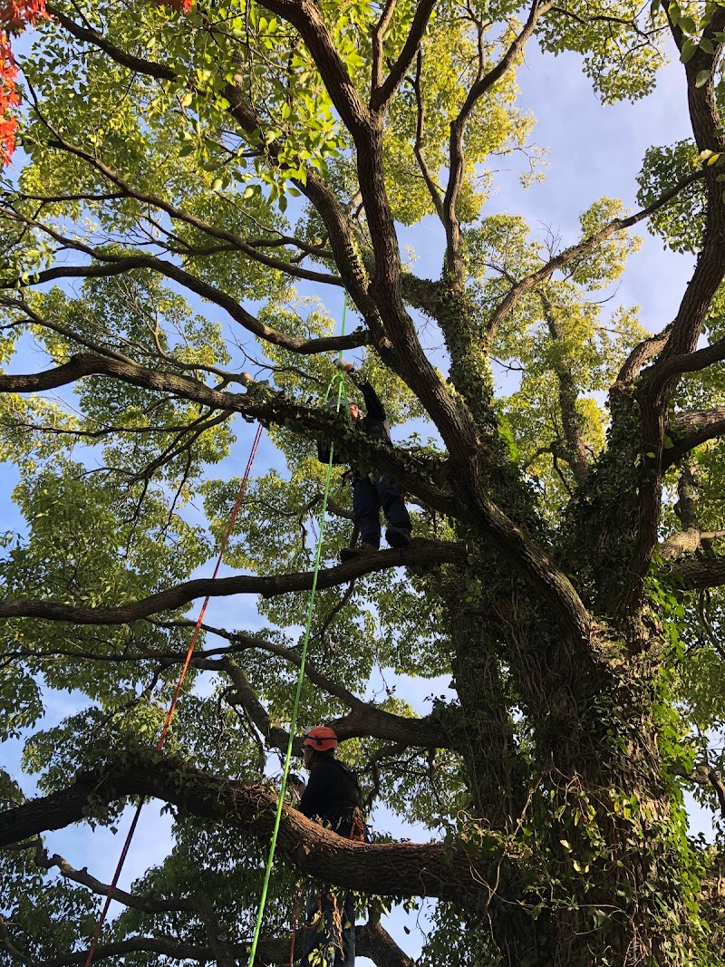 株式会社ツリーワークプロ