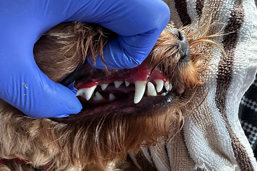 Smile4pet Logo