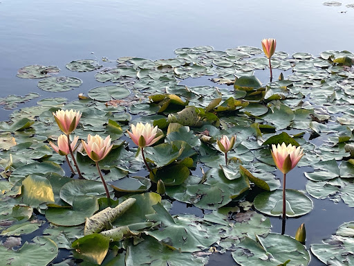 University of Padua Botanical Garden - Thumbnail