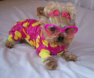 Photo n°17 de Cabot'in à Acy-en-Multien (Magasin d'articles pour animaux)