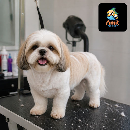 Give your furry friend a refreshing makeover at Amit Pet Shop & fish aquarium & pet grooming in I… post image
