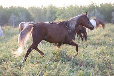 Photos of Club Farah D'&eacute;quitation