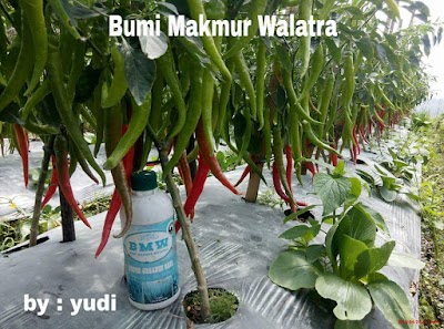 Photos of Bumi Makmur Walatra