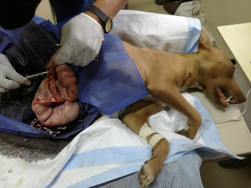 Farmacia Veterinaria ZOOVET