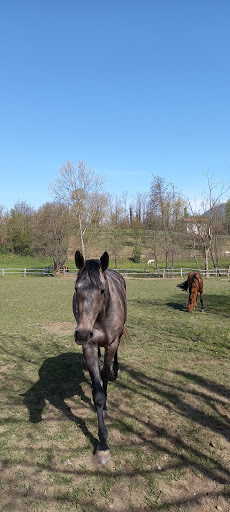 Scuderia il Campo