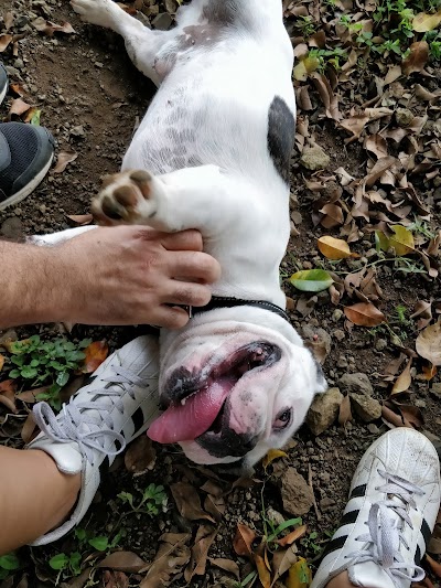 Photos of Para Perros Park